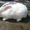 Продам кролей Новозеландца и Килифорнийского - <ro>Изображение</ro><ru>Изображение</ru> #5, <ru>Объявление</ru> #346610