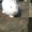 Продам кролей Новозеландца и Килифорнийского - <ro>Изображение</ro><ru>Изображение</ru> #6, <ru>Объявление</ru> #346610