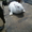 Продам кролей Новозеландца и Килифорнийского - <ro>Изображение</ro><ru>Изображение</ru> #8, <ru>Объявление</ru> #346610