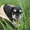 щенки цвергшнауцера,  самая маленькая служебная собака #361767