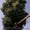 Спилим любые деревья, любой высоты и любого диаметра - <ro>Изображение</ro><ru>Изображение</ru> #4, <ru>Объявление</ru> #372487
