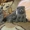 Продам котят: Скотиш страйт и скотиш фолды - <ro>Изображение</ro><ru>Изображение</ru> #1, <ru>Объявление</ru> #423845