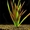 Продам (розница) аквариумные растения  - <ro>Изображение</ro><ru>Изображение</ru> #1, <ru>Объявление</ru> #420718