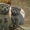 Продам котят: Скотиш страйт и скотиш фолды - <ro>Изображение</ro><ru>Изображение</ru> #2, <ru>Объявление</ru> #423845