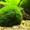 Продам (розница) аквариумные растения  - <ro>Изображение</ro><ru>Изображение</ru> #5, <ru>Объявление</ru> #420718