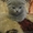 Продам котят: Скотиш страйт и скотиш фолды - <ro>Изображение</ro><ru>Изображение</ru> #5, <ru>Объявление</ru> #423845