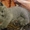 Продам котят: Скотиш страйт и скотиш фолды - <ro>Изображение</ro><ru>Изображение</ru> #6, <ru>Объявление</ru> #423845