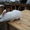Кролики породы - Белый паннон #419596