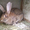 кролики \"бельгийский фландр и калифорнийцы\" - <ro>Изображение</ro><ru>Изображение</ru> #1, <ru>Объявление</ru> #444089