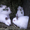 кролики \"бельгийский фландр и калифорнийцы\" - <ro>Изображение</ro><ru>Изображение</ru> #3, <ru>Объявление</ru> #444089