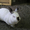 кролики \"бельгийский фландр и калифорнийцы\" - <ro>Изображение</ro><ru>Изображение</ru> #2, <ru>Объявление</ru> #444089