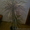 Продам пальму драцену,с крассным оттенком по краям и белым,середина светло зелён - <ro>Изображение</ro><ru>Изображение</ru> #5, <ru>Объявление</ru> #447218