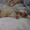  лабрадор, продажа щенков - <ro>Изображение</ro><ru>Изображение</ru> #1, <ru>Объявление</ru> #473705
