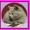 Британский плюшевый котенок, Салтовка - <ro>Изображение</ro><ru>Изображение</ru> #3, <ru>Объявление</ru> #464616