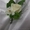 Флористика, композиции из цветов, букеты из цветов, букет невесте, бутоньерки - <ro>Изображение</ro><ru>Изображение</ru> #6, <ru>Объявление</ru> #464192