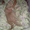 вязка кота шатландец породистый--окрас ЛИЛОВЫЙ  редчайший кот с таким окрасом    #481914