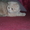 вязка кота шатландец породистый--окрас ЛИЛОВЫЙ  редчайший кот с таким окрасом    - <ro>Изображение</ro><ru>Изображение</ru> #2, <ru>Объявление</ru> #481914