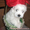 Продаються щенки мальтийской болонки (мальтезе) - <ro>Изображение</ro><ru>Изображение</ru> #7, <ru>Объявление</ru> #508023