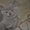 Продам очаровательных плюшевых котят - <ro>Изображение</ro><ru>Изображение</ru> #6, <ru>Объявление</ru> #515629