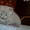 Продам очаровательных плюшевых котят - <ro>Изображение</ro><ru>Изображение</ru> #2, <ru>Объявление</ru> #515629