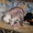 Продам щенка китайской хохлатой (девочка) 3 мес. розовый мрамор - <ro>Изображение</ro><ru>Изображение</ru> #2, <ru>Объявление</ru> #84103