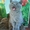 клубный котенок голубого окраса шотландец (скоттиш-страйт) #510785