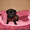 Продам щенка мопса чёрного окраса не дорого #496645