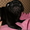 Продам щенка мопса чёрного окраса не дорого - <ro>Изображение</ro><ru>Изображение</ru> #1, <ru>Объявление</ru> #496645