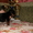 продам щенкой йоркширского терьера - <ro>Изображение</ro><ru>Изображение</ru> #3, <ru>Объявление</ru> #496648