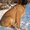 Продам щенка английского мастифа - <ro>Изображение</ro><ru>Изображение</ru> #1, <ru>Объявление</ru> #558447