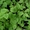 Дерен	белый	Spaethii	Co  2  Ландшафтный дизайн,озеленение   - <ro>Изображение</ro><ru>Изображение</ru> #1, <ru>Объявление</ru> #541797