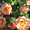 Розы и клематисы - <ro>Изображение</ro><ru>Изображение</ru> #1, <ru>Объявление</ru> #544860