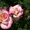 Розы и клематисы - <ro>Изображение</ro><ru>Изображение</ru> #4, <ru>Объявление</ru> #544860