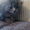 персик вислоухий голубой длинношерстый - <ro>Изображение</ro><ru>Изображение</ru> #2, <ru>Объявление</ru> #524831