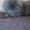 персик вислоухий голубой длинношерстый - <ro>Изображение</ro><ru>Изображение</ru> #3, <ru>Объявление</ru> #524831