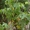 Ликвидамбар	смолоносный Со 10-12 Ландшафтный дизайн, озеленение     #541810