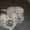 Очаровательные щенки самоедской лайки - <ro>Изображение</ro><ru>Изображение</ru> #2, <ru>Объявление</ru> #558595