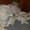 Очаровательные щенки самоедской лайки - <ro>Изображение</ro><ru>Изображение</ru> #1, <ru>Объявление</ru> #558595