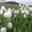 Тюльпаны как оптом так и в розницу - <ro>Изображение</ro><ru>Изображение</ru> #3, <ru>Объявление</ru> #554835