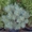 Сосна	обыкновенная	Chantry  Blue	Co  10 Ландшафтный дизайн, озеленение  #541821