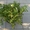 Стефанандра надрезаннолистная Crispa Co 10  Ландшафтный дизайн, озелене #558224