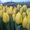 Тюльпаны как оптом так и в розницу - <ro>Изображение</ro><ru>Изображение</ru> #4, <ru>Объявление</ru> #554835