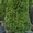 Туя западная Smaragd Со (140-160)  Ландшафтный дизайн, озеленение   #544166
