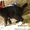 Предлагаю котенка Курильского бобтейла с отличной родословной. - <ro>Изображение</ro><ru>Изображение</ru> #2, <ru>Объявление</ru> #563864