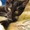 Предлагаю котенка Курильского бобтейла с отличной родословной. - <ro>Изображение</ro><ru>Изображение</ru> #3, <ru>Объявление</ru> #563864
