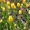 "Парад тюльпанов" в г.Ялта, с выездом из Харькова... - <ro>Изображение</ro><ru>Изображение</ru> #1, <ru>Объявление</ru> #562422