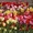 "Парад тюльпанов" в г.Ялта, с выездом из Харькова... - <ro>Изображение</ro><ru>Изображение</ru> #2, <ru>Объявление</ru> #562422