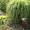 продам дешево декоративные растения из своего сада - <ro>Изображение</ro><ru>Изображение</ru> #2, <ru>Объявление</ru> #604393