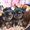 Лучшие щеночки йорка - <ro>Изображение</ro><ru>Изображение</ru> #1, <ru>Объявление</ru> #561730