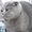 Шотландская плюшевая кошечка скоттиш фолд - <ro>Изображение</ro><ru>Изображение</ru> #3, <ru>Объявление</ru> #540878
